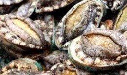 鲍鱼最新爆料图片大全集,高清图片大全集大揭秘